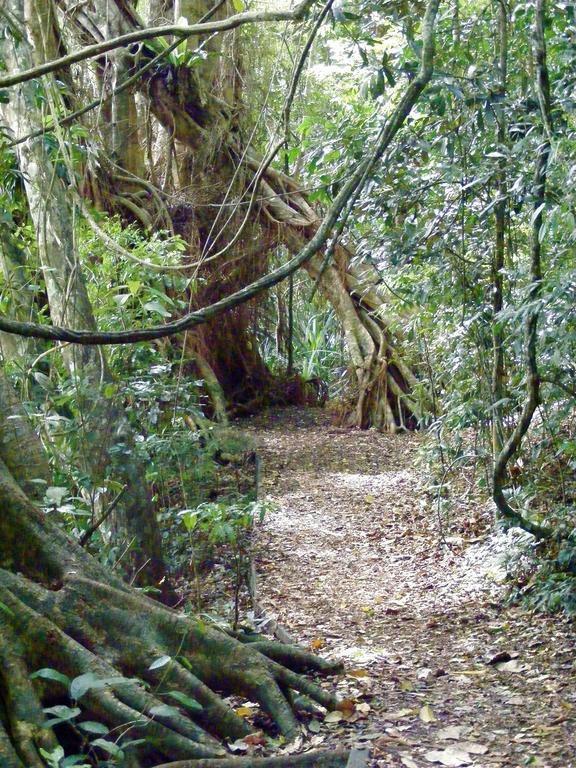 Lake Eacham Tourist Park & Cabins المظهر الخارجي الصورة