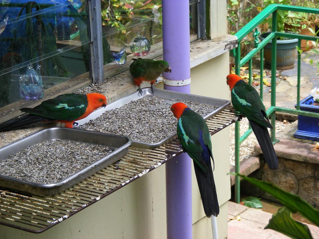 Lake Eacham Tourist Park & Cabins المظهر الخارجي الصورة
